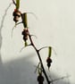 Little Traditional Style Christmas Mushroom Ornaments set of 4  - Image 4