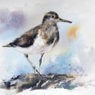 Sandpiper, Professional Giclée Print.