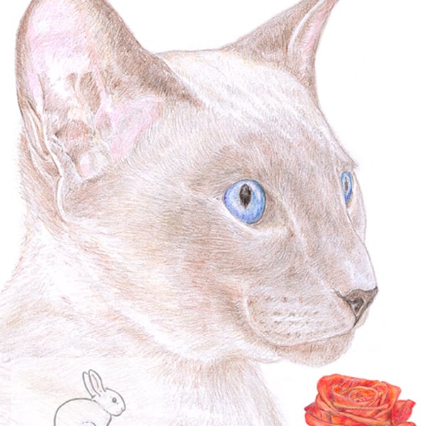 Kim the Siamese Cat - Valentine Card