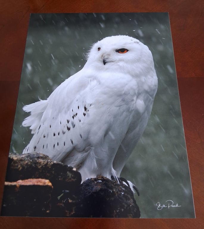 SNOWY OWL PHOTOGRAPH 16x12