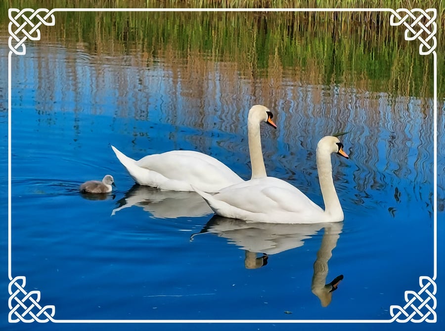 Swans Norfolk Creek A5 Greeting Card 