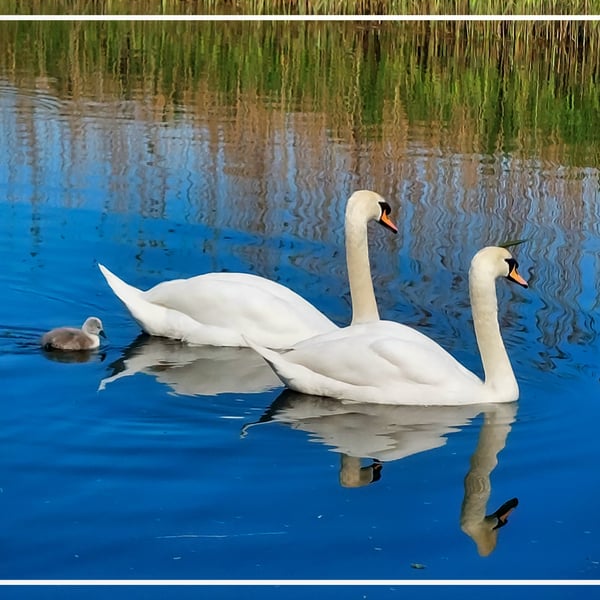 Swans Norfolk Creek A5 Greeting Card 
