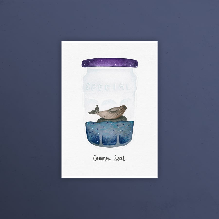 Common seal, Gruinard Bay, Highland Wildlife, A5 art print