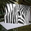 Exclusive Beautiful Zebra Greetings Card