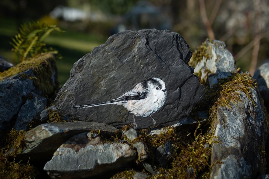 Coal Tit (001)