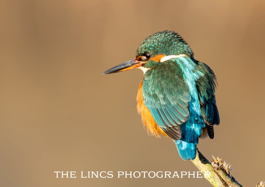 Kingfisher print (Limited edition of 10)