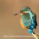 Kingfisher print (Limited edition of 10)