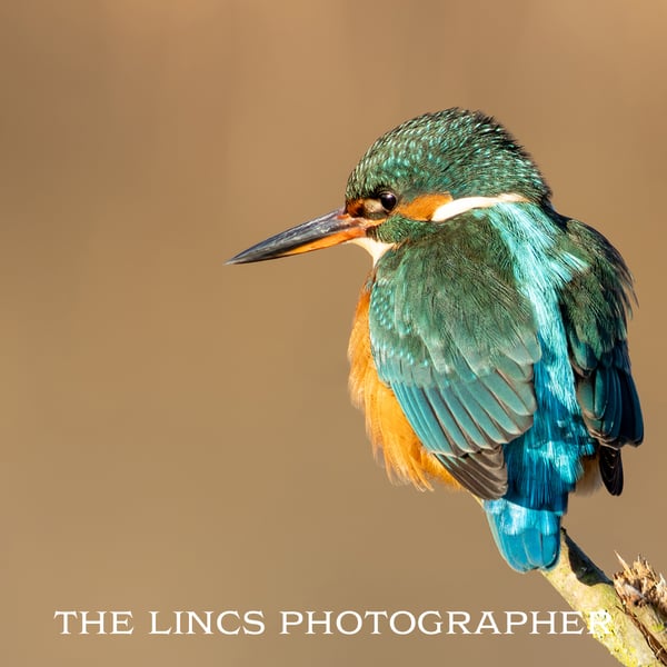 Kingfisher print (Limited edition of 10)