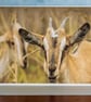 The Brave Goat A5 Blank Card - Image 1