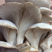 Phoebe's Paper Mushroom Shop