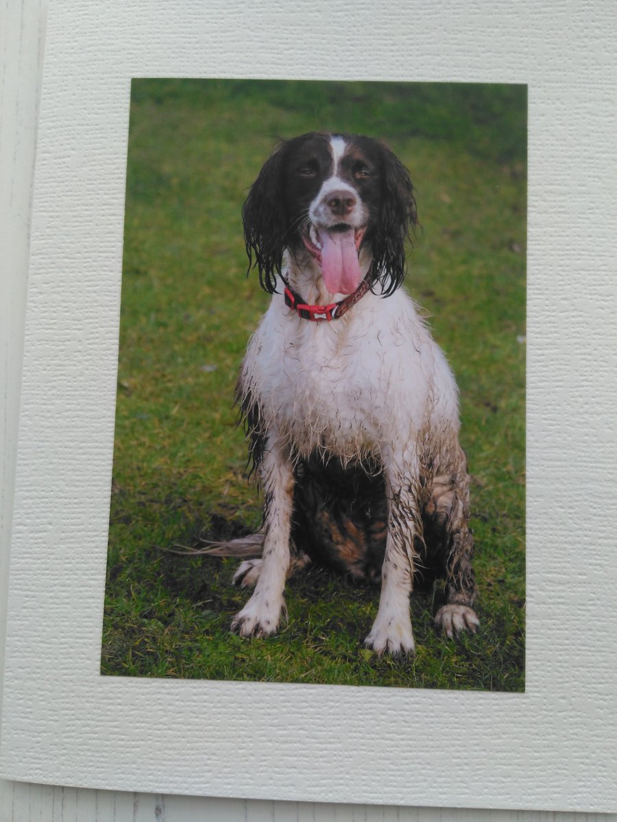 Springer Spaniel, hot dog, wet & bedragled.