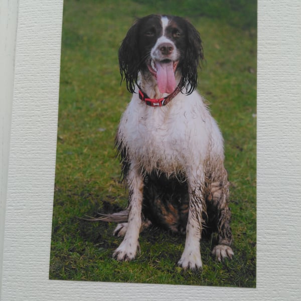 Springer Spaniel, hot dog, wet & bedragled.