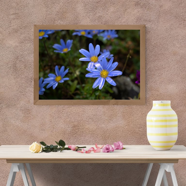 Blue Daisies after the rain at Lanherne Convent,St Mawgan in Cornwall