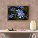 Blue Daisies after the rain at Lanherne Convent,St Mawgan in Cornwall