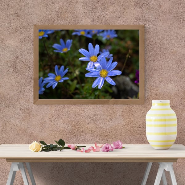 Blue Daisies after the rain at Lanherne Convent,St Mawgan in Cornwall