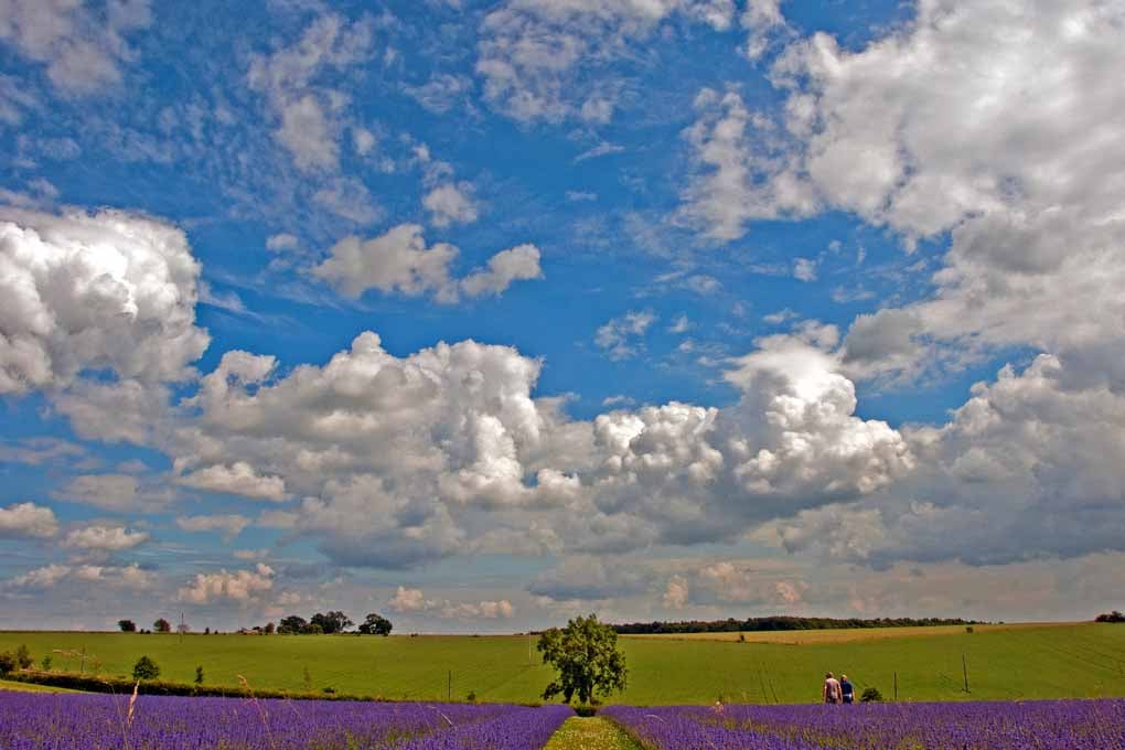 Lavender Field Purple Flowers Cotswolds UK Photograph Print