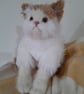 Persian Kitten, dotpebblesknits design, Knitted Cat  - Image 1