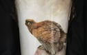 Handpainted Porcelain 