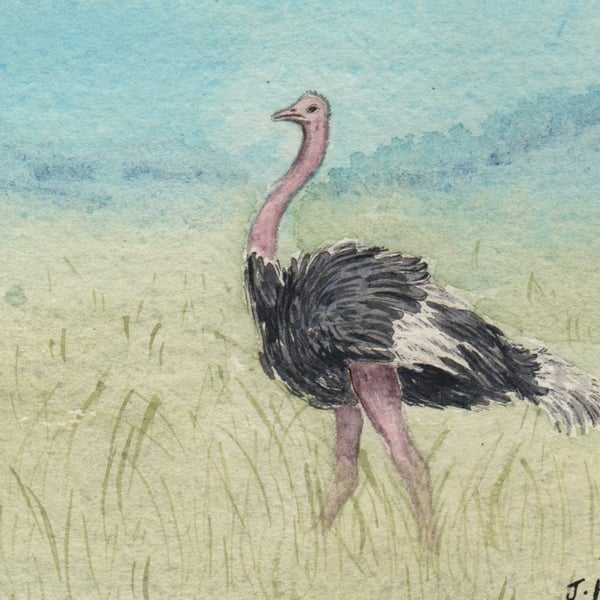 Ostrich Original Watercolour Painting