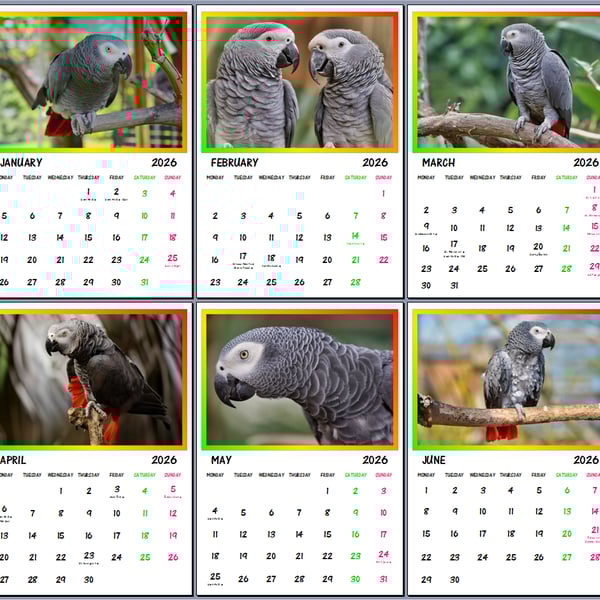 2026 A4 Calendar African Grey & Timneh Parrots 