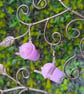 Lilac Bubble Tea earrings 