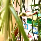 Hanging ceramic duck