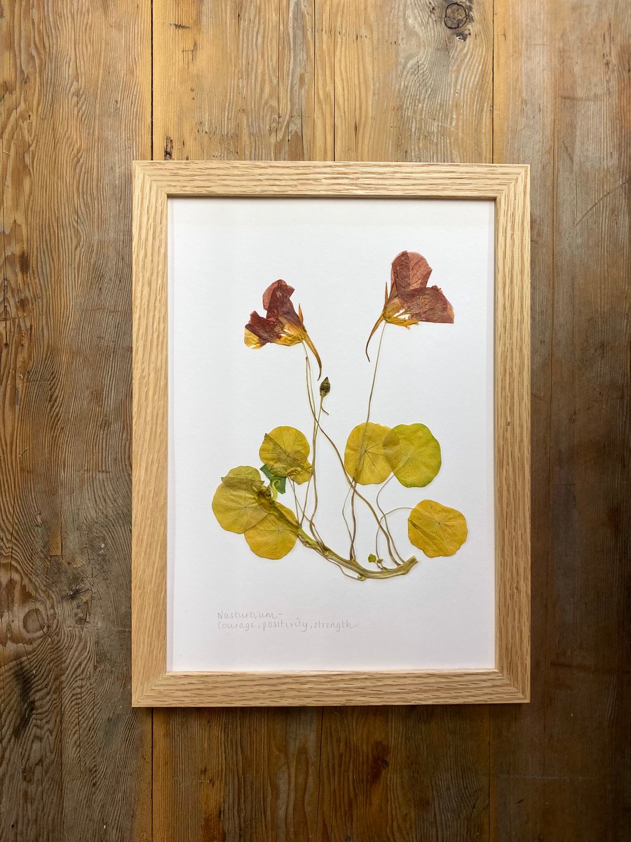 Pressed Nasturtium flower - A4
