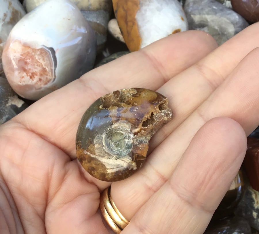 Beautiful Full Polished Amber Tones Ammonite with Crystalline Caves.