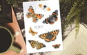 Art prints