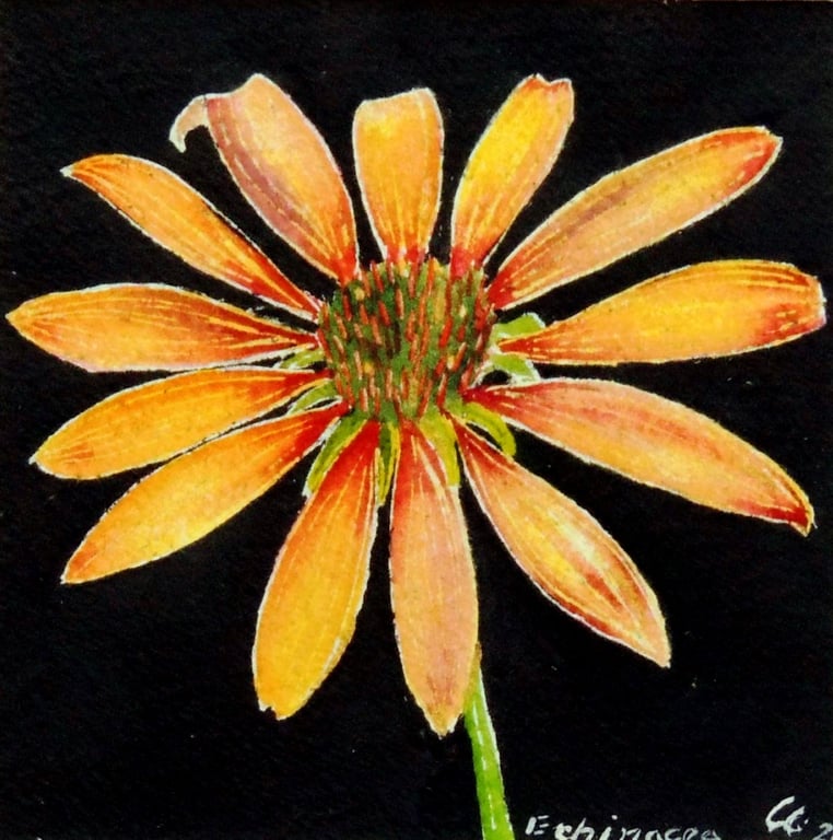 Original Botanical Watercolour of Oange Cone Flower 