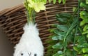 Mandrakes