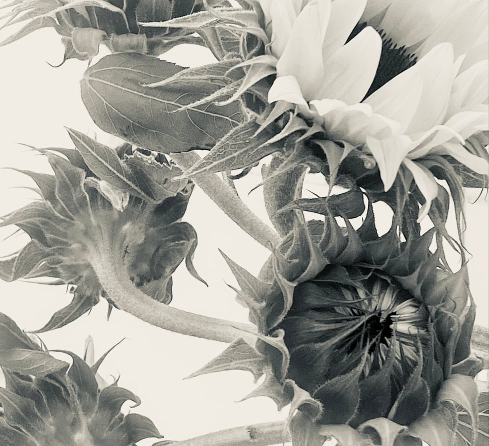 Nature in Noir