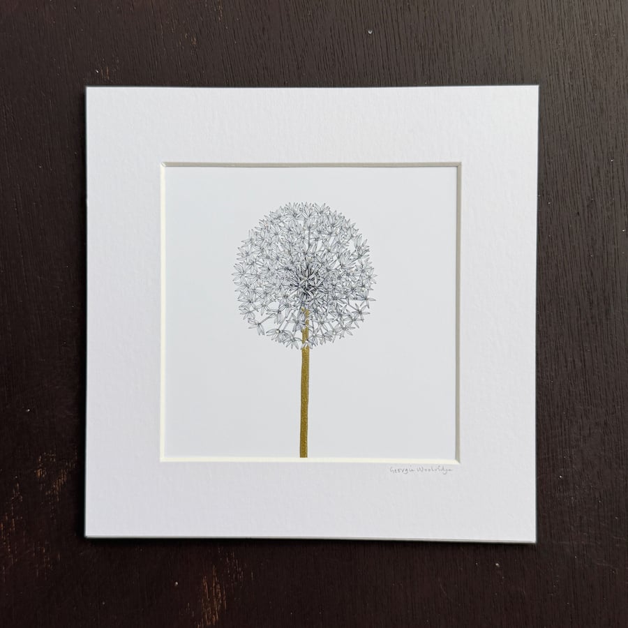 'Allium' 8" x 8" Mounted Print