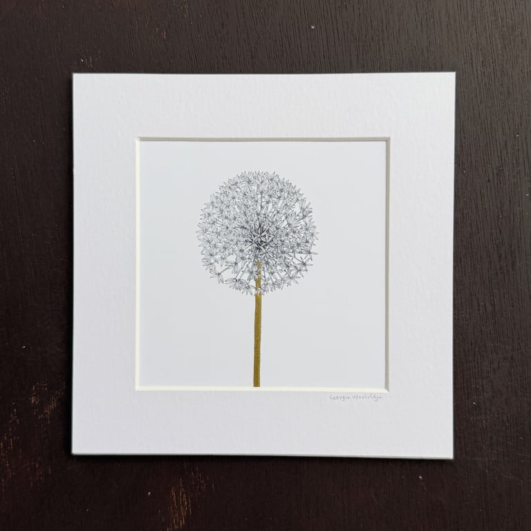 'Allium' 8" x 8" Mounted Print
