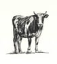 Custom A5 Pet Portrait DRAWING - Image 3