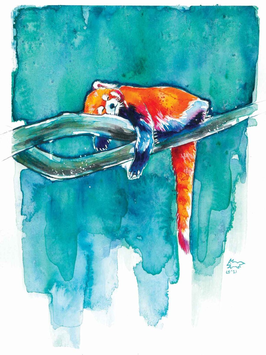 A4 Sleepy Red Panda