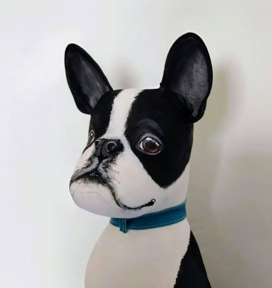 Boston Terrier 