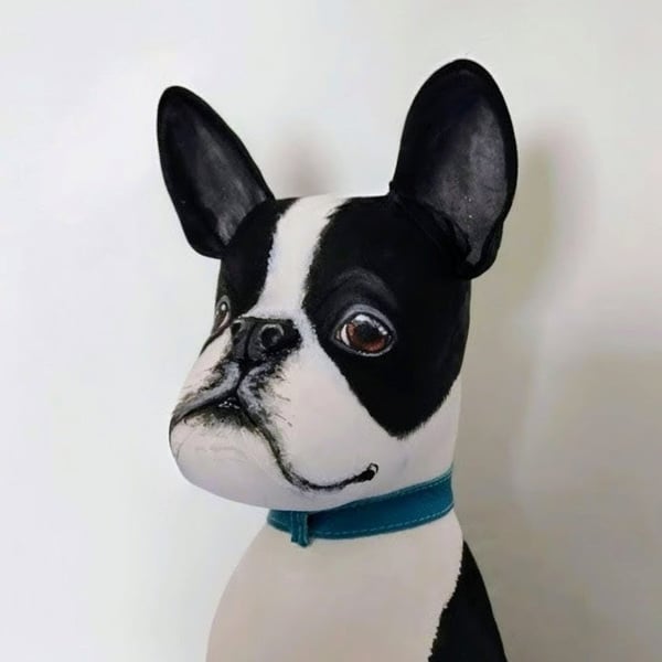 Boston Terrier 