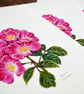 Rose A5 Signed Print - Image 5