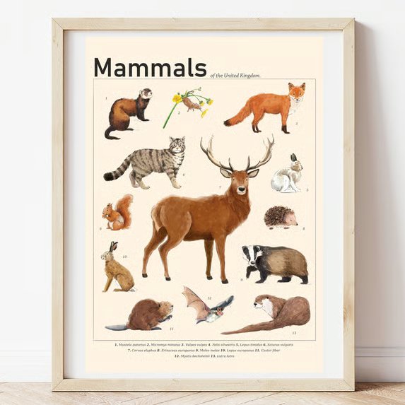 Mammals of the UK Illustrated Scientific Art Print
