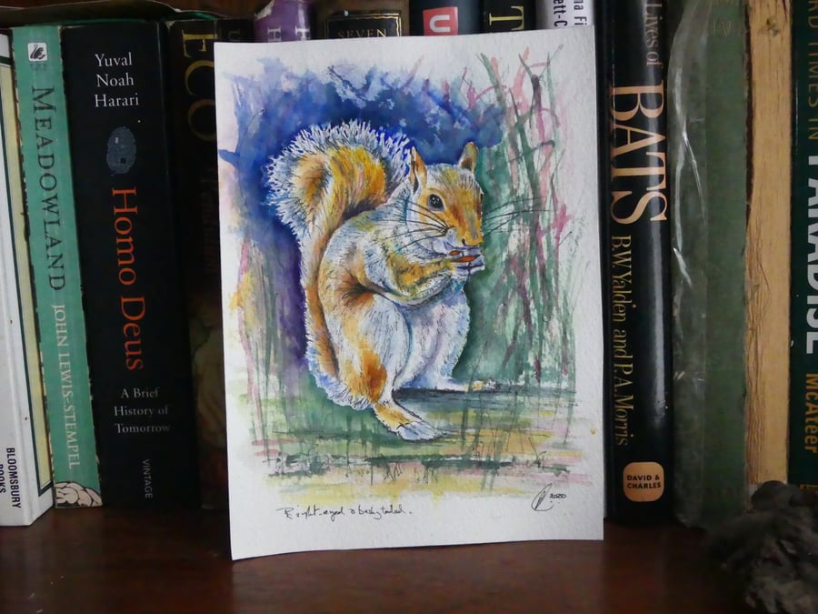 Squirrel Original Fine Art Painting Wildlife Watercolour 
