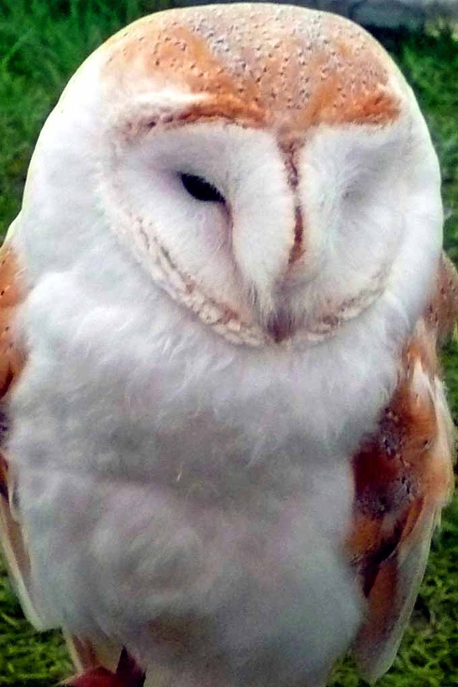 Barn Owl Tyto Alba Bird Of Prey Photograph Print