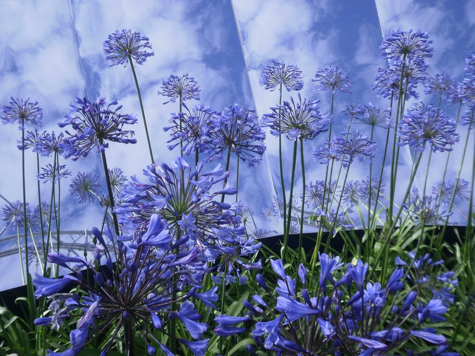 TheBlueShed
