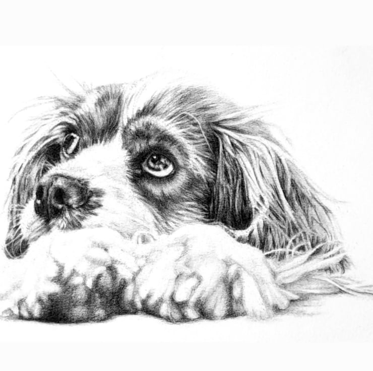 Pet portrait, hand drawn pencil portrait of you... Folksy