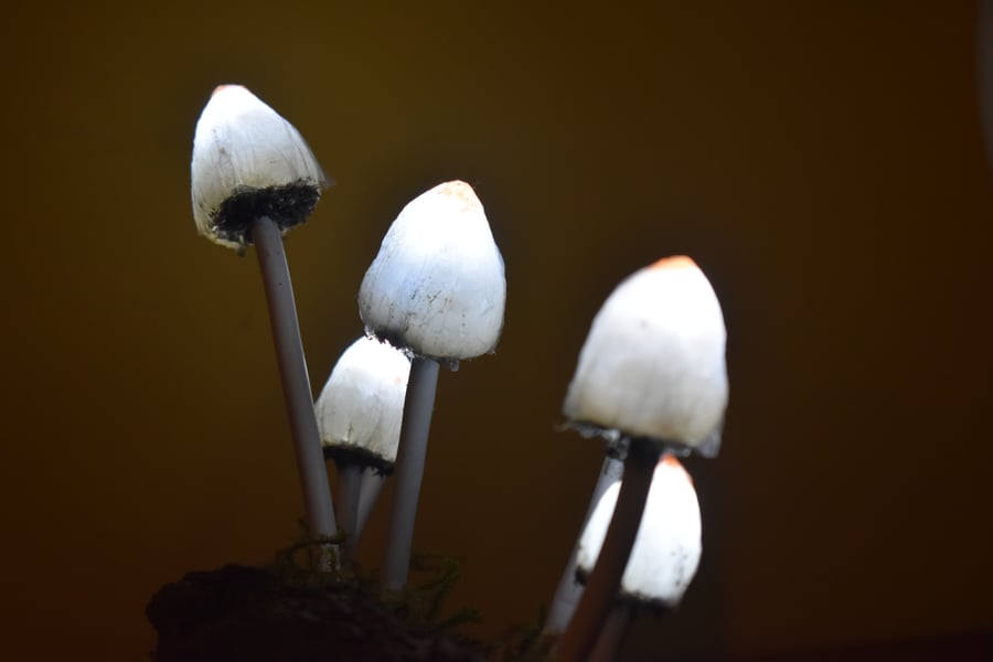Mushroom Light- Lamp  Glow in the dark -10  (Magic Liberty cap) sculpture D 
