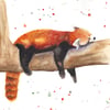 Red Panda Limited Edition Print