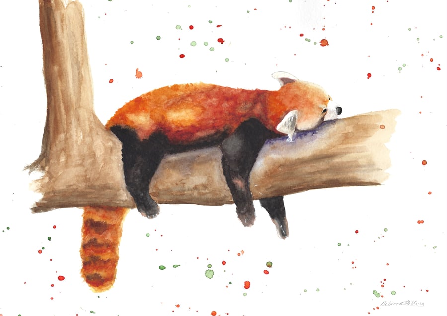 Red Panda Limited Edition Print