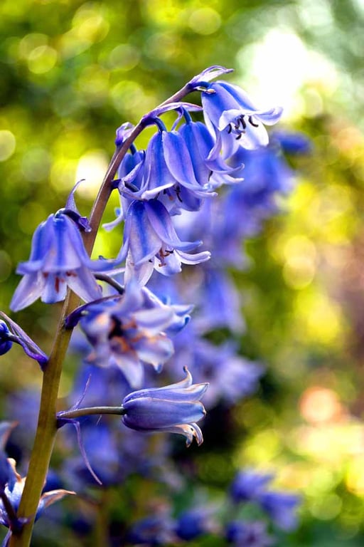 Bluebells Colourful Spring Flowers Hyacinthoides Photograph Print