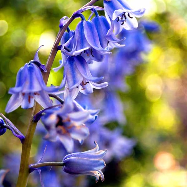 Bluebells Colourful Spring Flowers Hyacinthoides Photograph Print