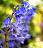 Bluebells Colourful Spring Flowers Hyacinthoides Photograph Print